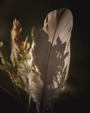 Shadow feather van Sandra Hazes