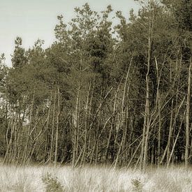 Veluwe. by JRobert Photography