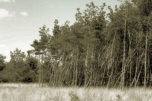 Veluwe.