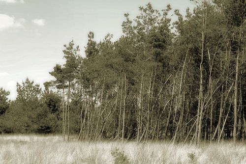Veluwe. von JRobert Photography