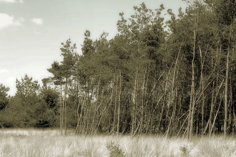 Veluwe. by JRobert Photography