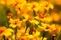 Blumenwelt 1