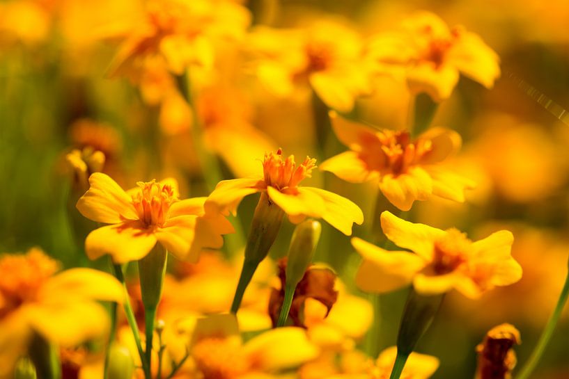 Le monde des fleurs 1 par Dirk Herdramm