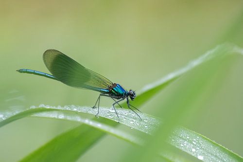 Weidebeekjuffer balancerend op een rietstengel