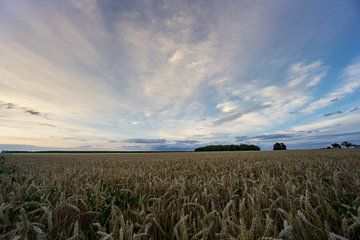Duitsland - Kleurrijke lucht bij zonsopgang over breed tarweveld bij oogst van adventure-photos