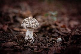 Mushroom by Danique Habets