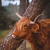 Schotse Hooglander van Andy van der Steen - Fotografie