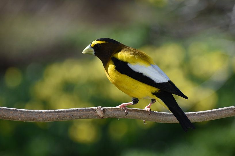 A large-billed bird wandering in the garden by Claude Laprise