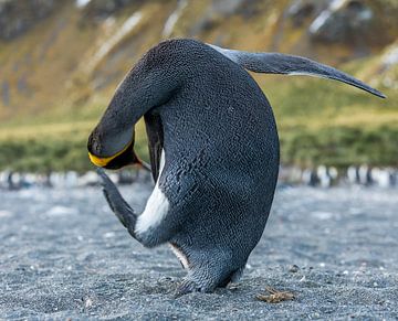 pinguïn yoga van Robert Riewald