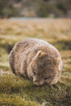 Wombats van Cradle Mountain: Ontmoeting met Tasmanië's Charmante Bewoners van Ken Tempelers