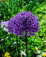 Sierui (Allium aflatunense Purple Sensation)
