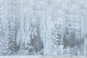 High Fens by Ingrid Van Damme fotografie