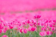 Tulpen par Martzen Fotografie Aperçu