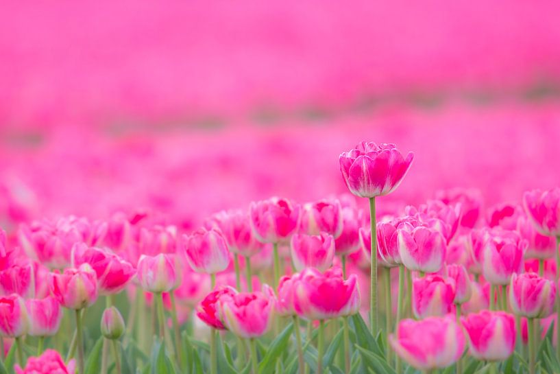 Tulpen par Martzen Fotografie