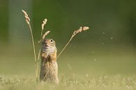  Ziesel European ground squirrel ist überrascht von Vienna Wildlife Miniaturansicht