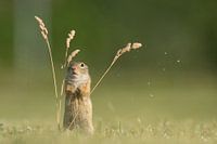  Gopher European ground squirrel is surprised