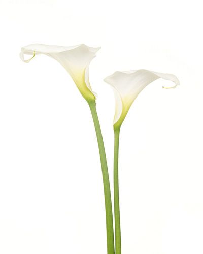 Calla blanc