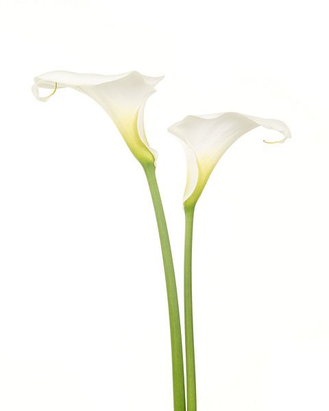 Weiße Calla von Elles Rijsdijk