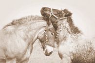 horse love...  van Els Fonteine thumbnail