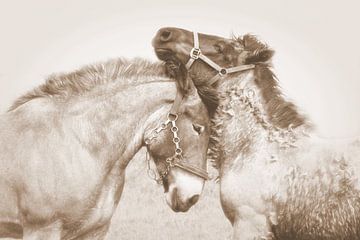 horse love...  sur Els Fonteine
