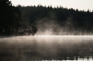 Toter Baum,bei Nebel der im Morgengrauen ins Wasser ragt
