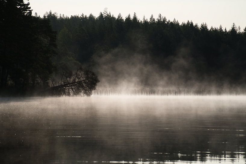 Dead tree, in the fog that reaches into the water at dawn by Martin Köbsch