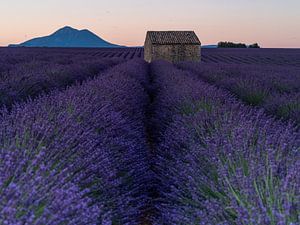 Un vieux hangar au milieu des champs de lavande en Provence sur Hillebrand Breuker