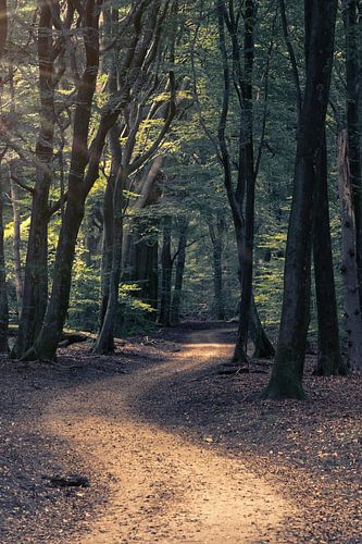 Un chemin forestier sinueux