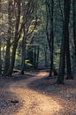 Sich windender Waldweg von Dirk-Jan Steehouwer Miniaturansicht