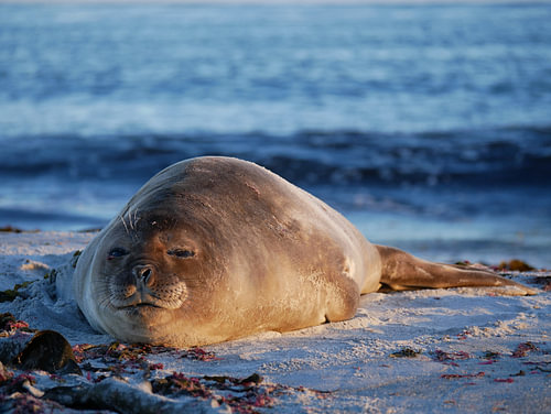 Zee olifant op de Falklandeilanden