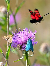 gevleugelde driekleur van Petra De Jonge