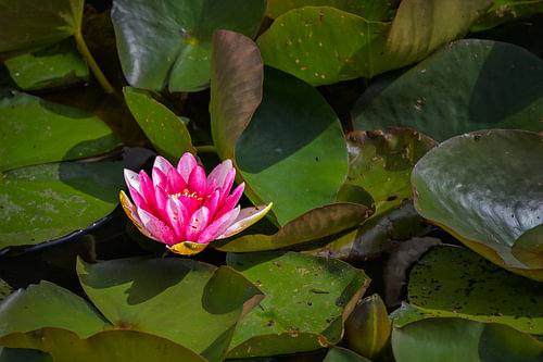 Roze waterlelie tussen groene waterleliebladeren | Rust op het water van Jan Jansen Natuurfotografie