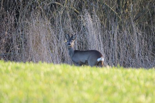 Rehbock im Winterfell