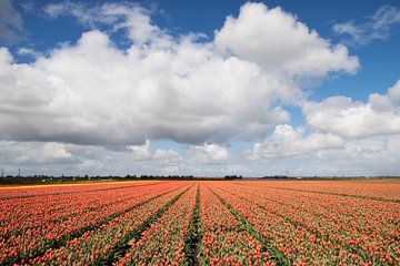 Flowering spring flowers in nature by Maurice de vries