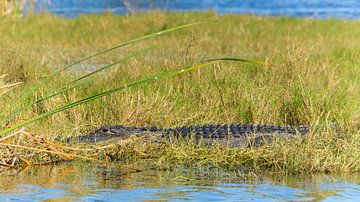 Verenigde Staten, Florida, Volwassen krokodil geniet van de zon op klein eiland van adventure-photos