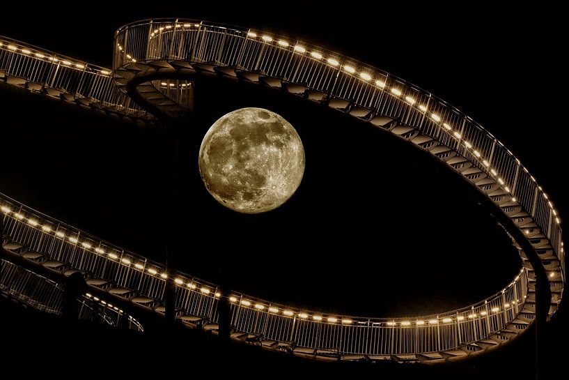 Tiger and turtle. by Laura van Grinsven