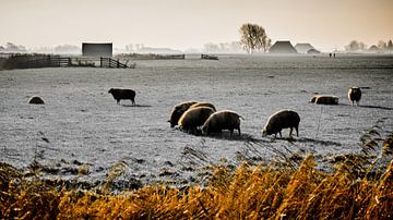 Landschap met schapen, Tzum, Nederland. van Jaap Bosma Fotografie