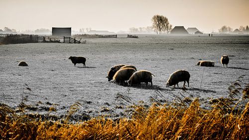 Landschap met schapen, Tzum, Nederland.