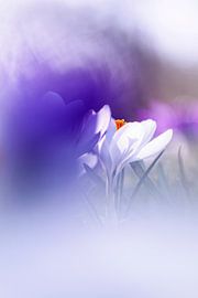 A white crocus between purple and lilac