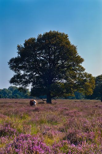 Op de heide