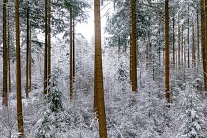 Von oben gesehener verschneiter Kiefernwald