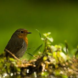 Roodborst sur Ton van Weenen