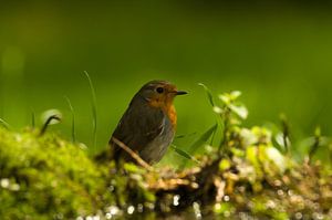 Roodborst van Ton van Weenen