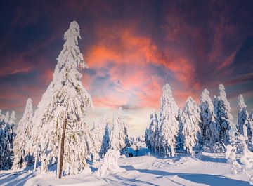 Winterwald im Erzgebirge von Animaflora PicsStock