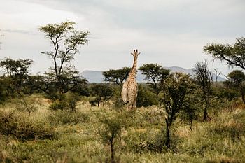 Une girafe cherche son chemin dans le parc naturel de la réserve The Habitas Namibia.