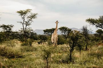 Giraf zoekt zijn weg in natuurpark The Habitas Namibia reserve van Leen Van de Sande