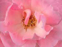Wild rose