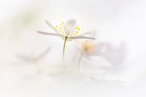 Breathtaking wood anemone