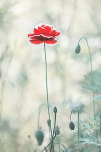 Coquelicot en costume espagnol