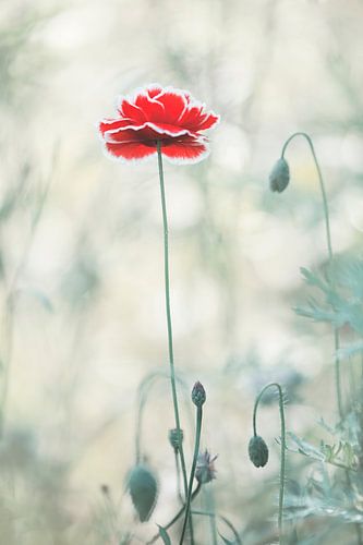 Poppy in spanish costume